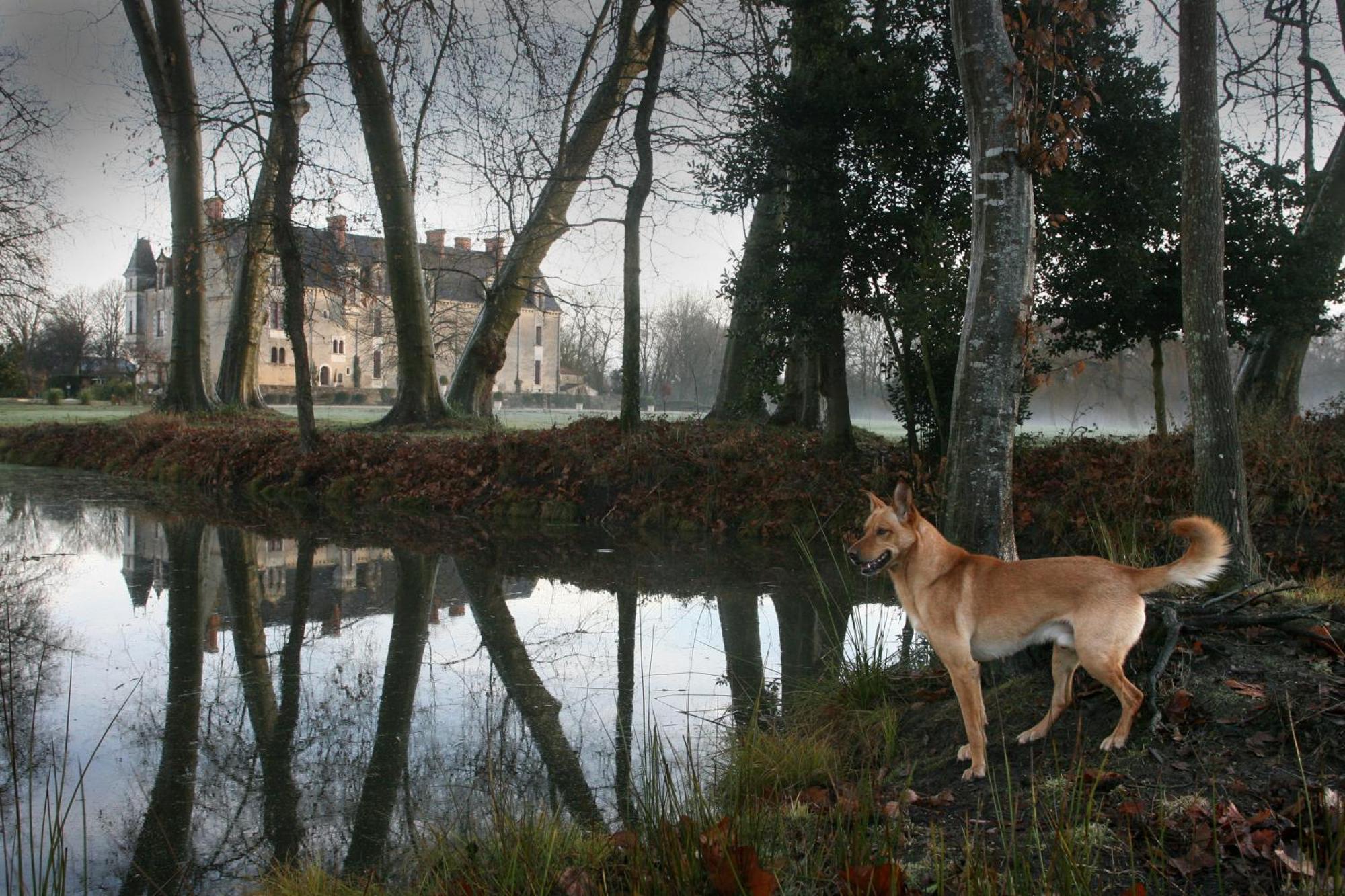 Chateau De La Verie Challans Exteriér fotografie